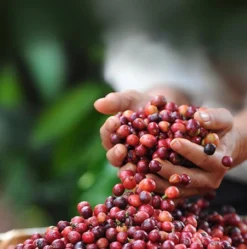 Nescafé Dolce Gusto Cappuccino Capsules - 90 Koffiecups 12 Nescafé Dolce Gusto Cappuccino Capsules - 90 Koffiecups -Koffie Korting Winkel 1190x1200 1