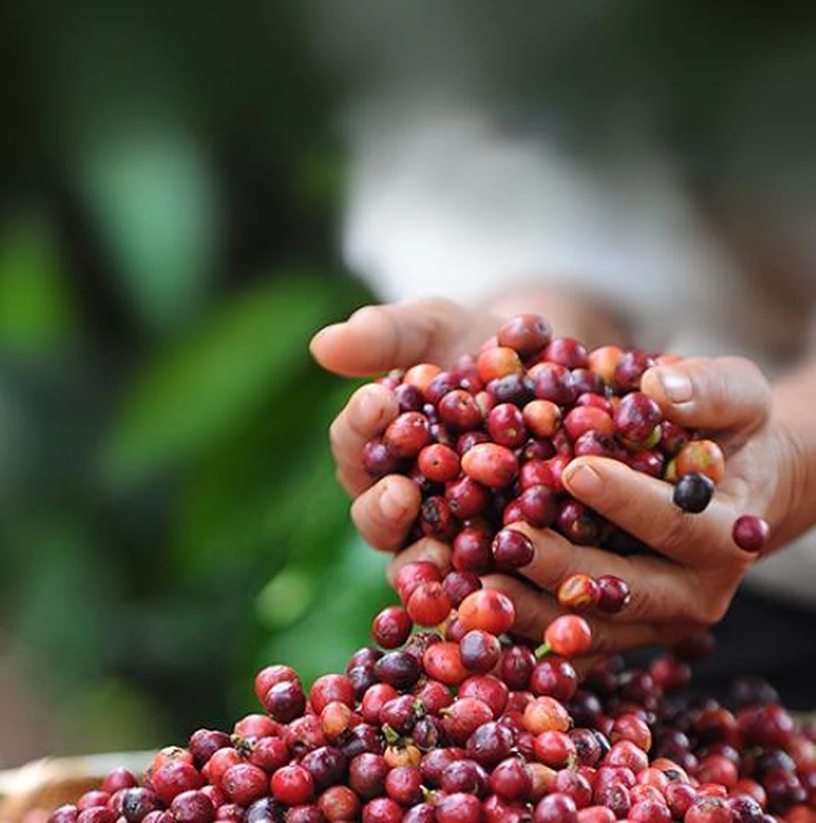 Nescafé Dolce Gusto Cappuccino Capsules - 90 Koffiecups 6 Nescafé Dolce Gusto Cappuccino Capsules - 90 Koffiecups - Afbeelding 6