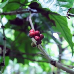 Kopi Luwak Koffie. 35 Gram Ongemalen Bonen. Direct Trade. Single Origin. The Original By Rich.Exclusive. 23 Kopi Luwak Koffie. 35 Gram Ongemalen Bonen. Direct Trade. Single Origin. The Original By Rich.Exclusive. -Koffie Korting Winkel 1200x1200 111