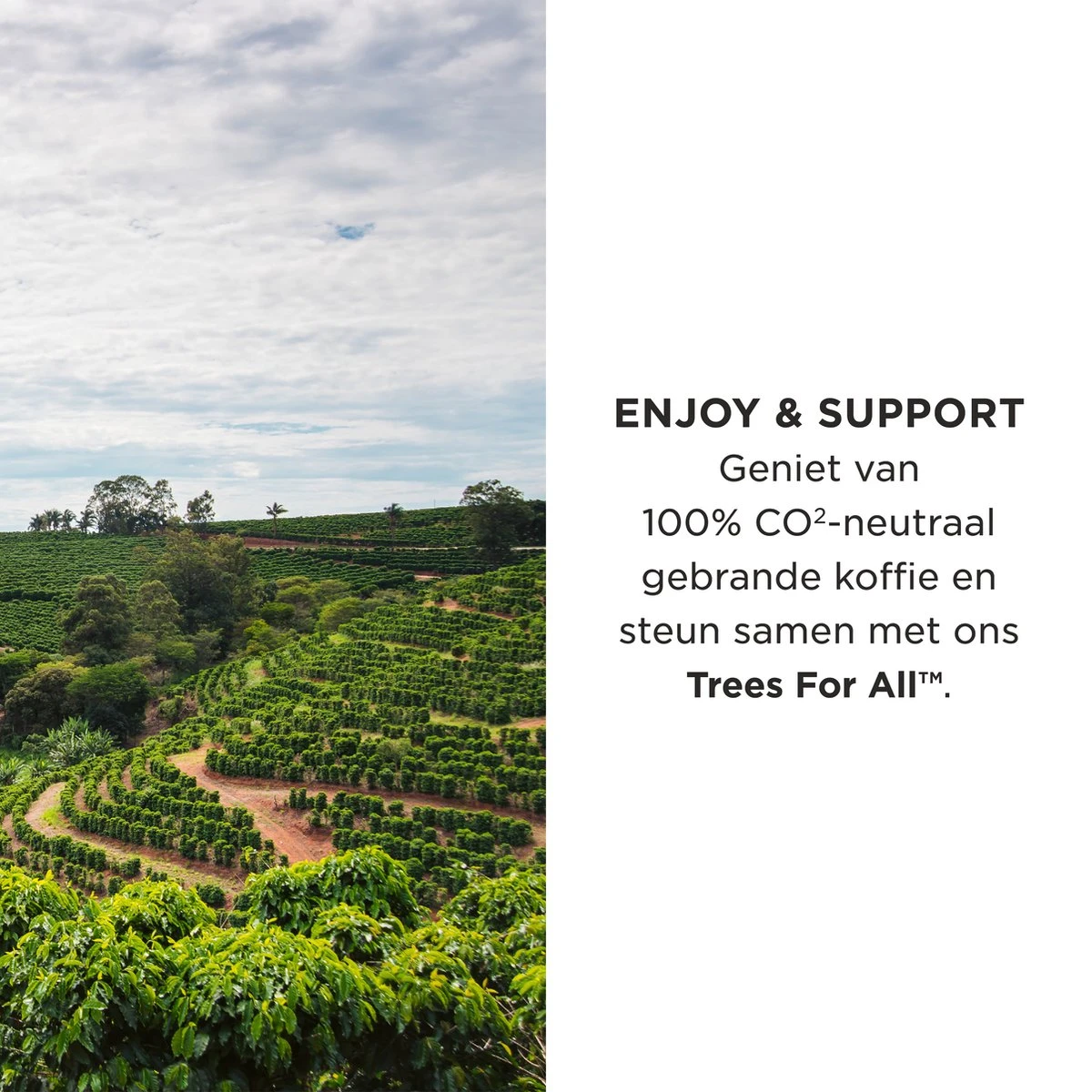 Aroma Club - Krachtige Koffiebonen 1KG - No. 3 Strong George - Koffie Intensiteit 5/5 3 Aroma Club - Krachtige Koffiebonen 1KG - No. 3 Strong George - Koffie Intensiteit 5/5 - Afbeelding 3