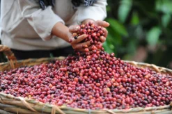 Starbucks Pike Place Medium Roast Koffiebonen - 4 Zakken à 450 Gram 5 Starbucks Pike Place Medium Roast Koffiebonen - 4 Zakken à 450 Gram -Koffie Korting Winkel 1200x798 2