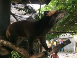 Kopi Luwak Koffie. 35 Gram Ongemalen Bonen. Direct Trade. Single Origin. The Original By Rich.Exclusive. 18 Kopi Luwak Koffie. 35 Gram Ongemalen Bonen. Direct Trade. Single Origin. The Original By Rich.Exclusive. -Koffie Korting Winkel 1200x900 1