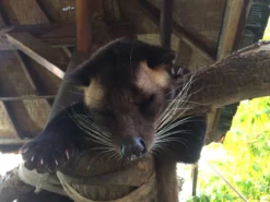 Kopi Luwak Koffie. 35 Gram Ongemalen Bonen. Direct Trade. Single Origin. The Original By Rich.Exclusive. 19 Kopi Luwak Koffie. 35 Gram Ongemalen Bonen. Direct Trade. Single Origin. The Original By Rich.Exclusive. -Koffie Korting Winkel 1200x900 2