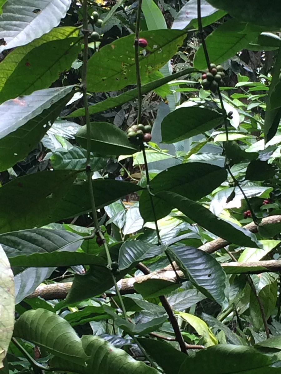 Kopi Luwak Koffie. 35 Gram Ongemalen Bonen. Direct Trade. Single Origin. The Original By Rich.Exclusive. 5 Kopi Luwak Koffie. 35 Gram Ongemalen Bonen. Direct Trade. Single Origin. The Original By Rich.Exclusive. - Afbeelding 5